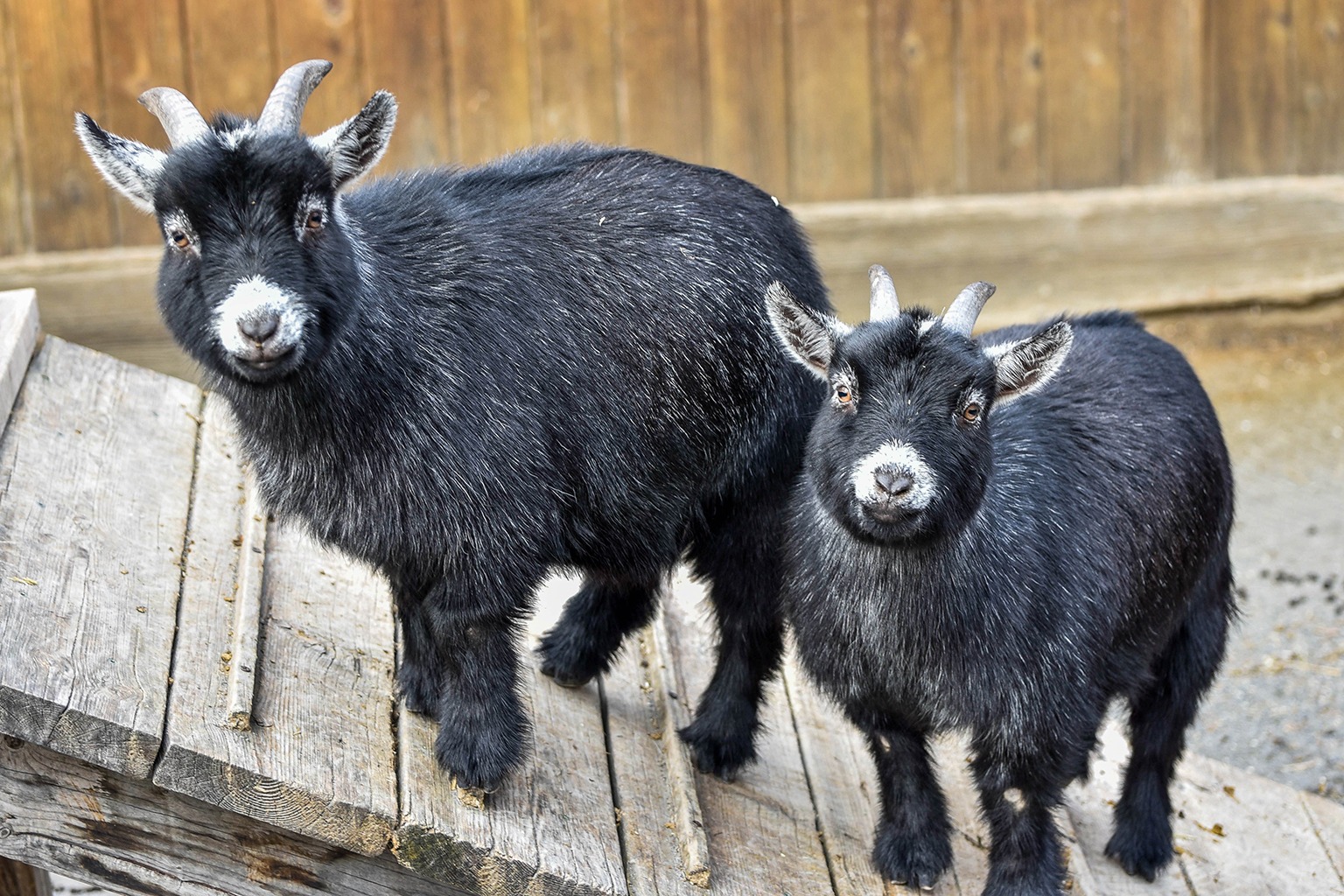 can pygmy goats live with dogs