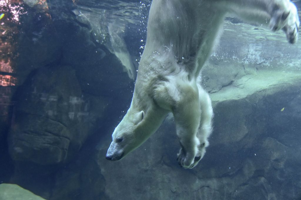 Polar Bear The Maryland Zoo