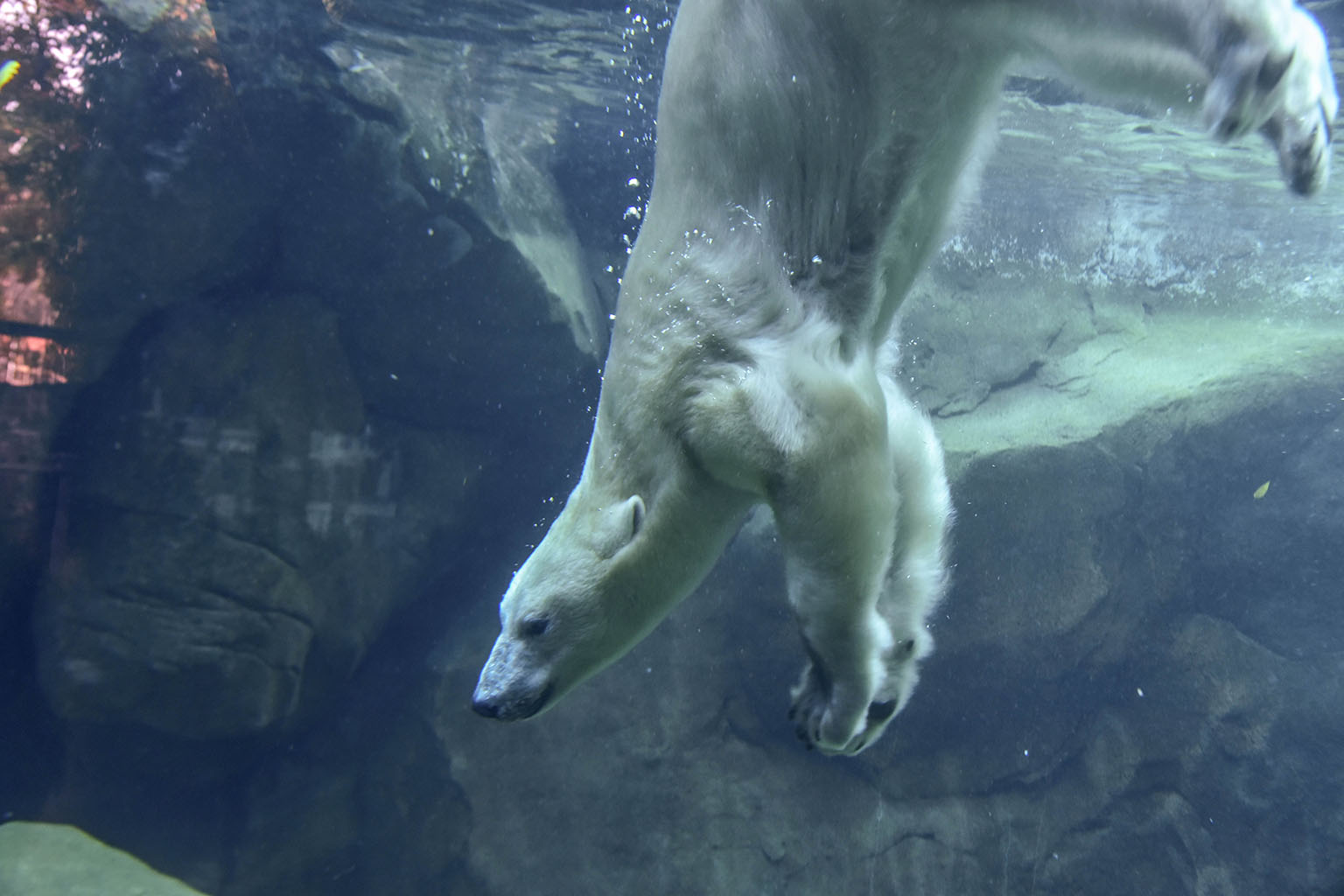 polar bear diving underwater