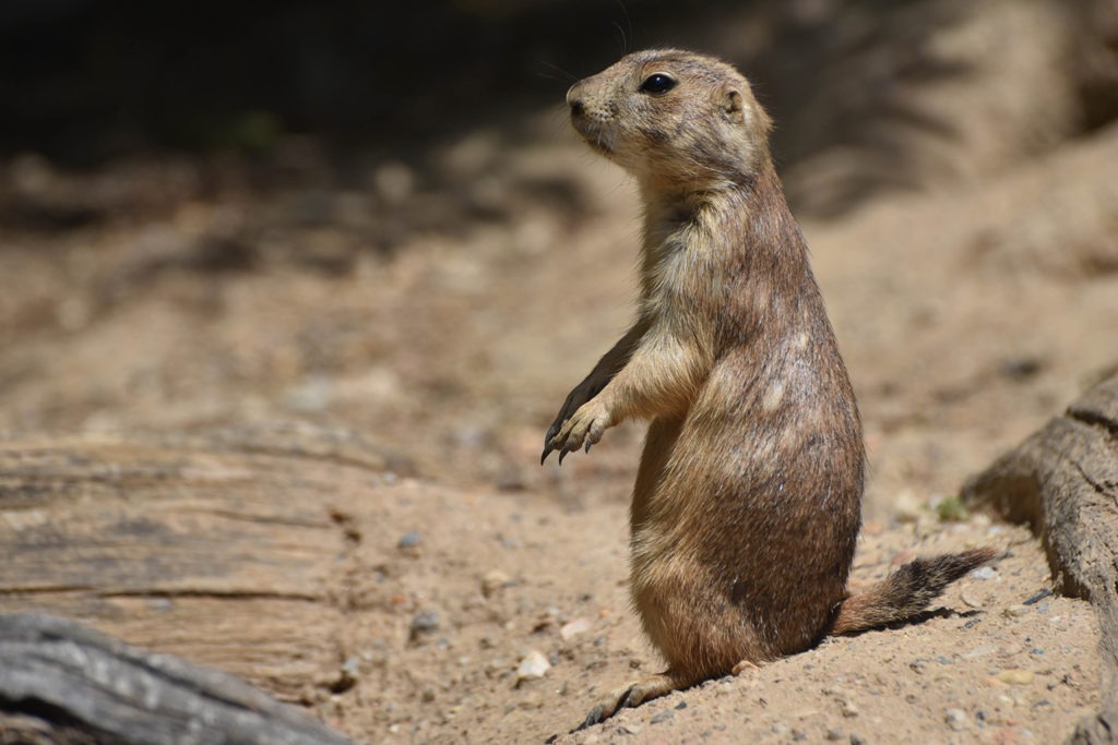 what do you feed a prairie dog