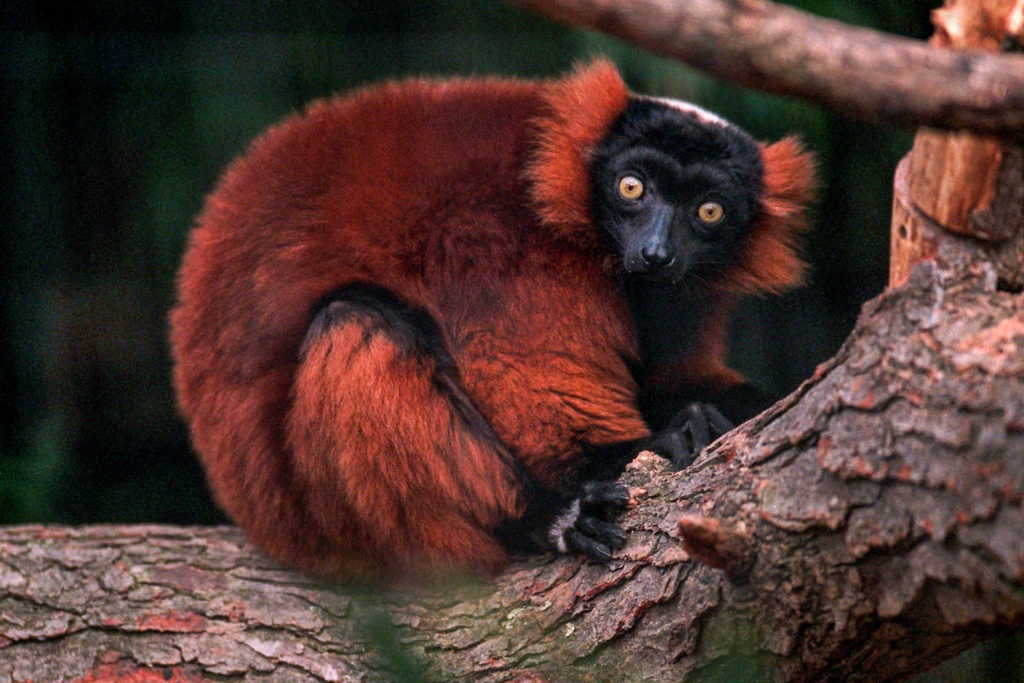 red ruffed lemur