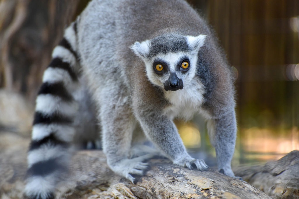 Ring-Tailed Lemur | The Maryland Zoo