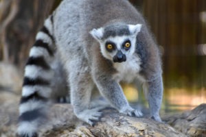 ring-tailed lemur