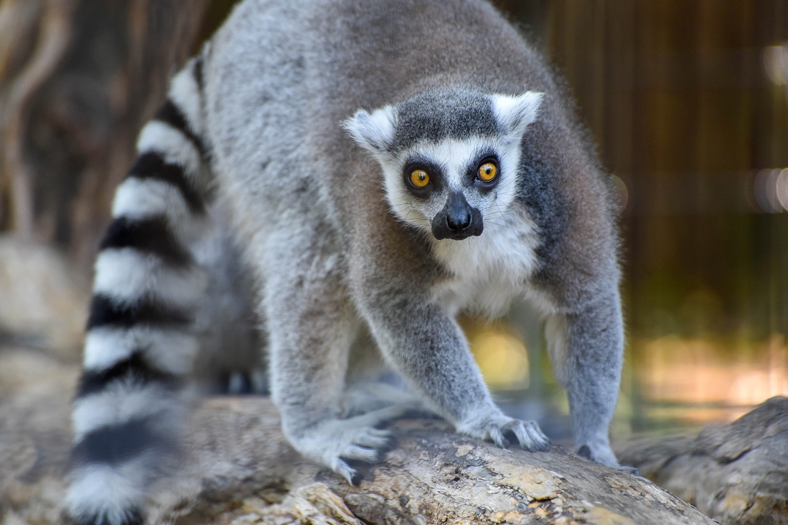44 Animals that Start with L (Facts and Pictures) - Animal Hype