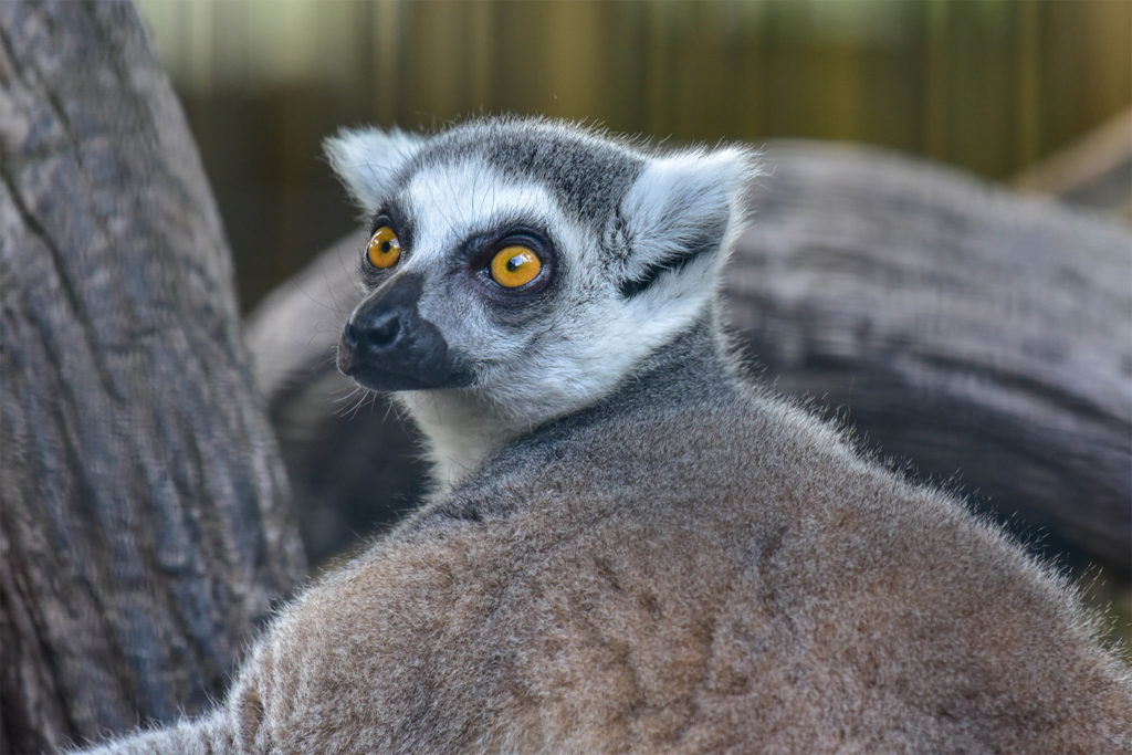 Baby Ring-tailed Lemur Photograph by Margaret Saheed - Pixels