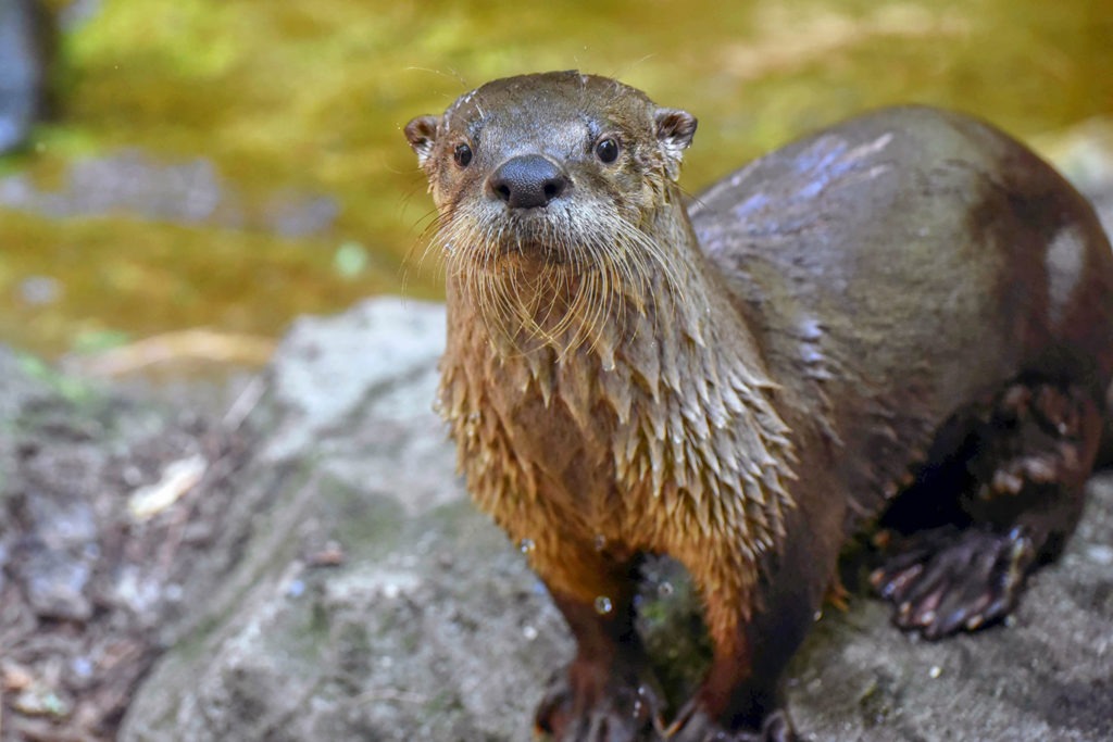 north american river otter background