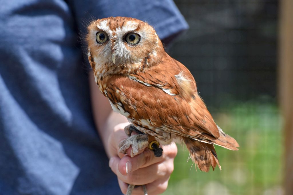 Eastern Screech Owl background