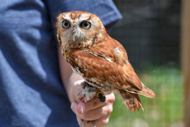 Eastern Screech Owl