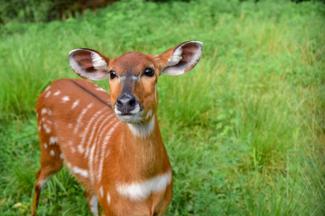 sitatunga in grass