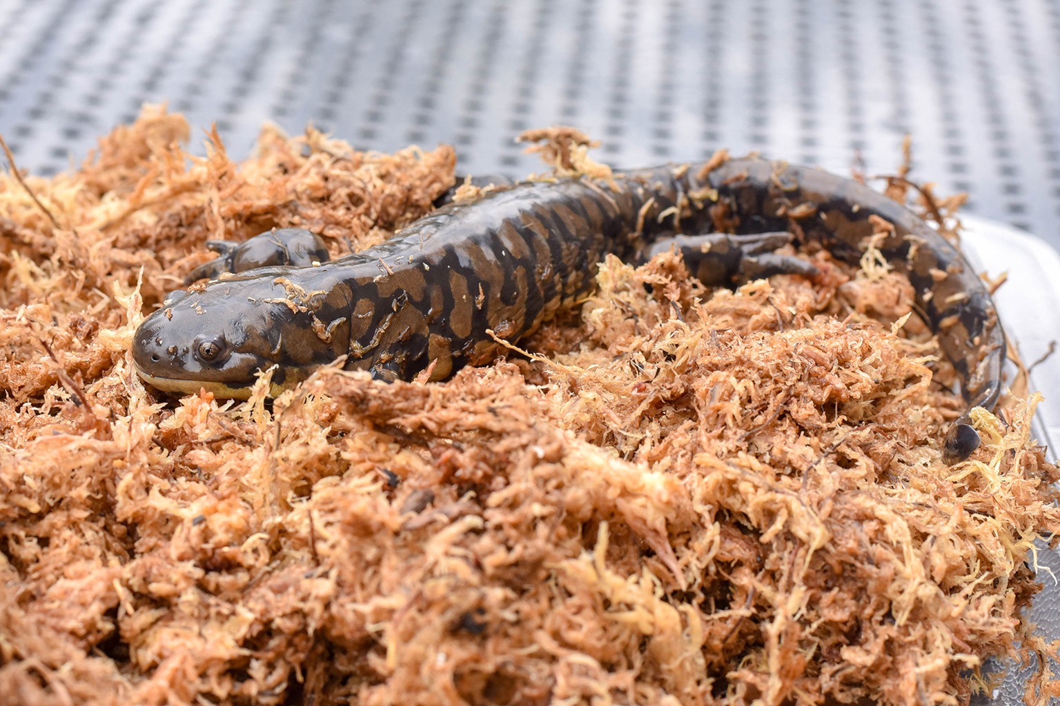 Eastern Tiger Salamander | The Maryland Zoo