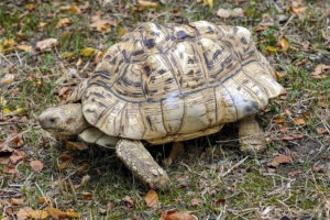 leopard tortoise