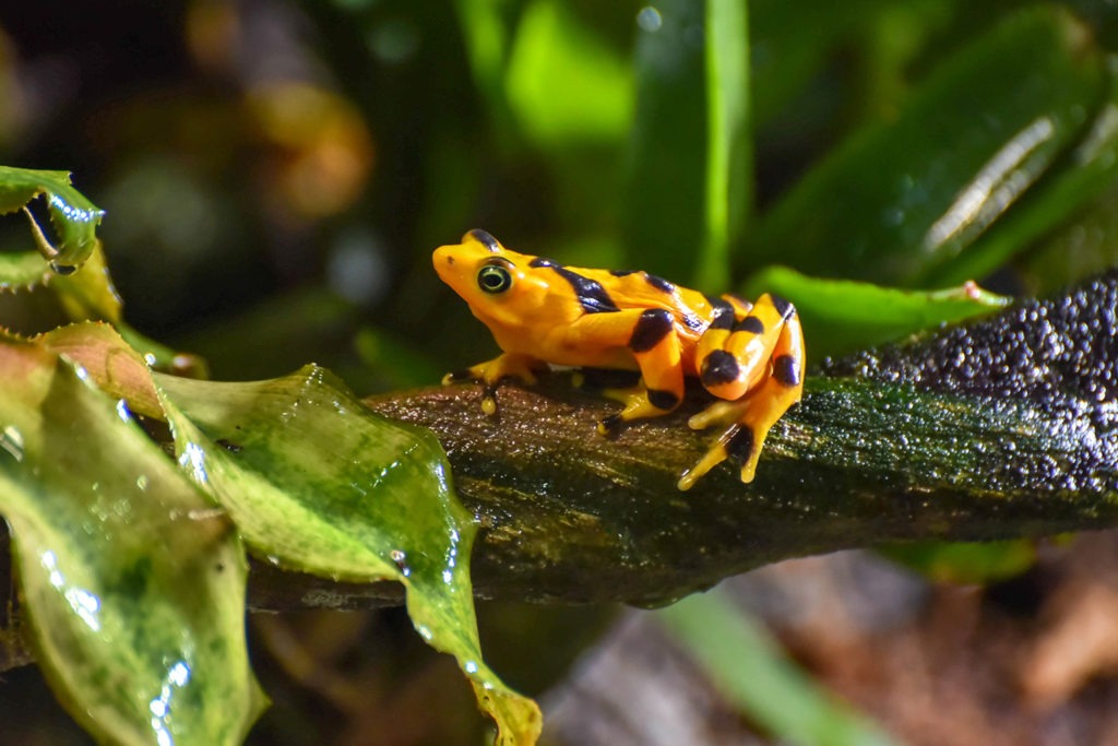 golden frog background