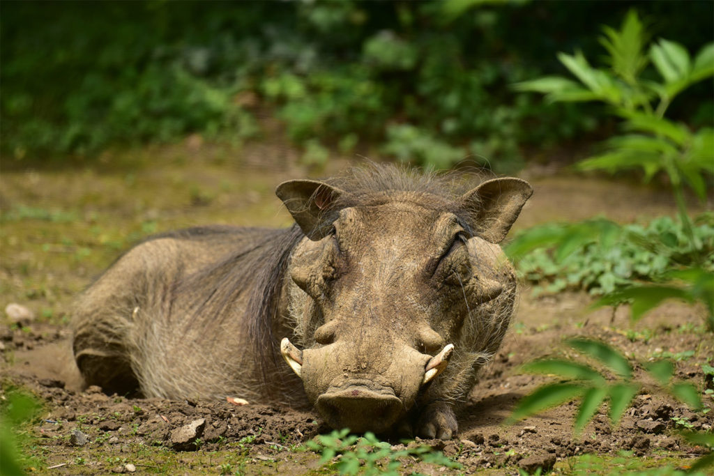 warthog