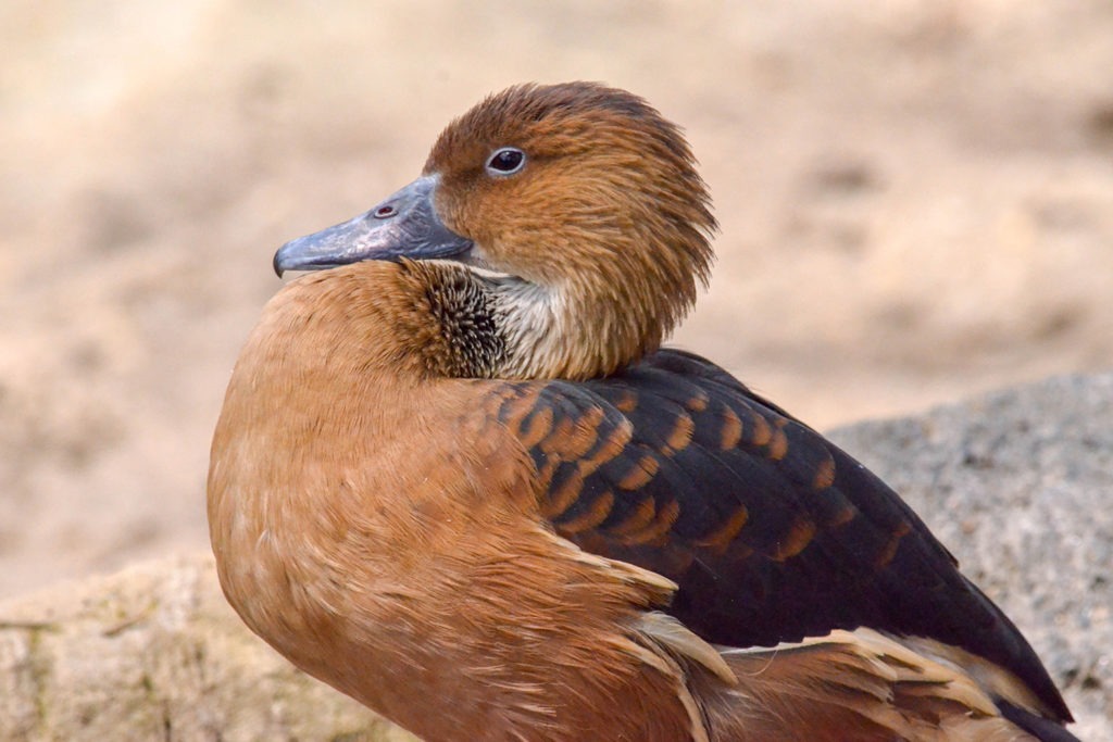 Whistling Duck background