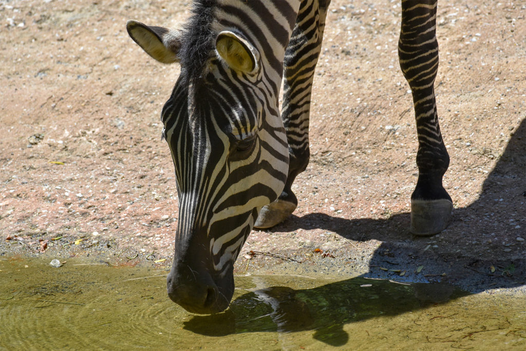 zebra drinking from pond