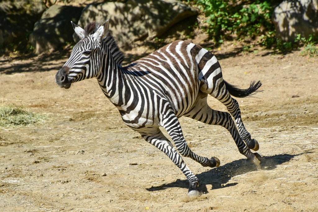 plains zebra background