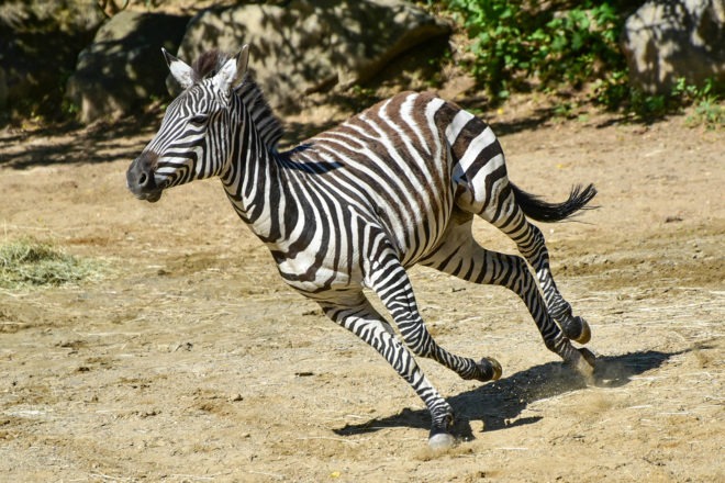 plains zebra