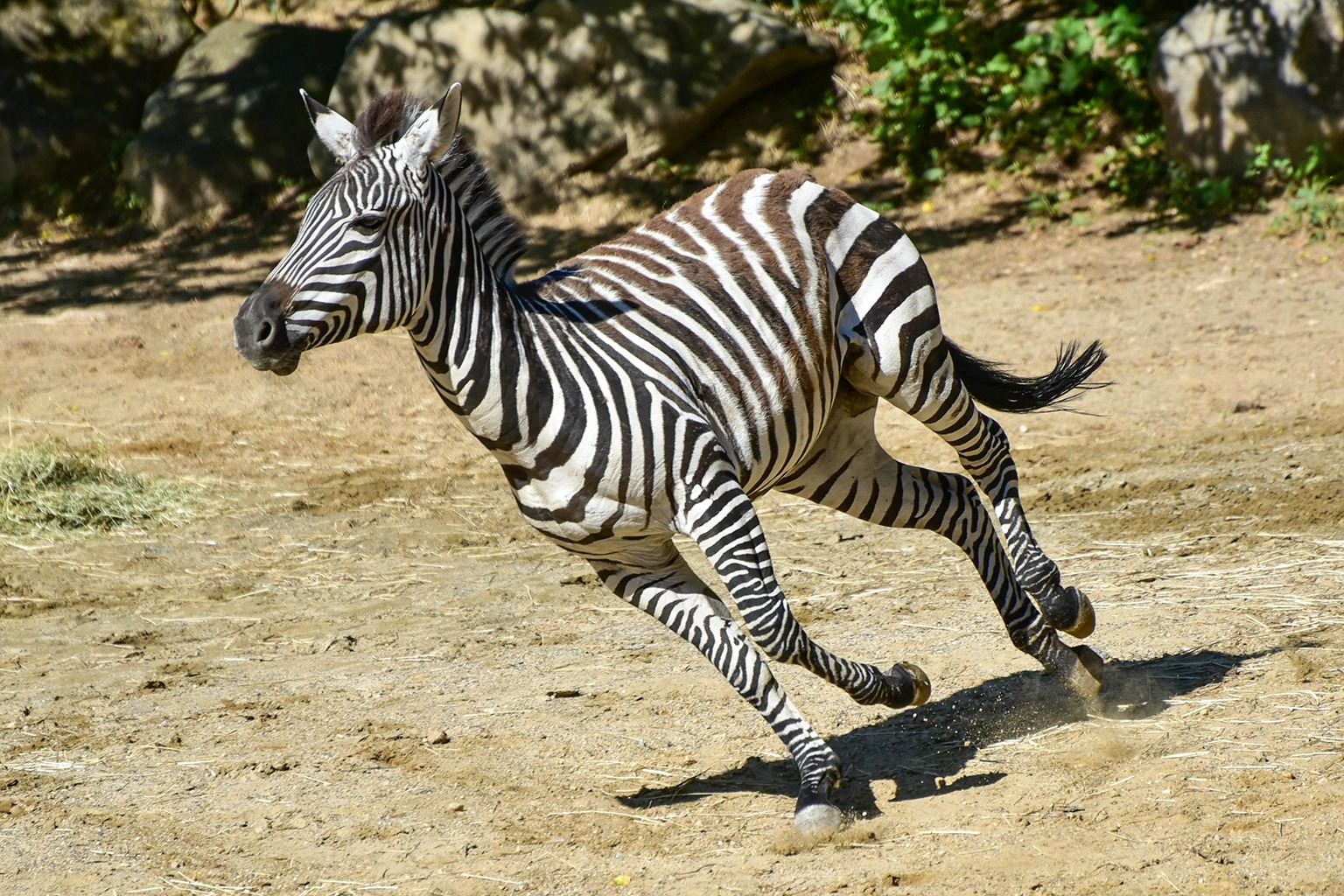 Plains Zebra | The Maryland Zoo