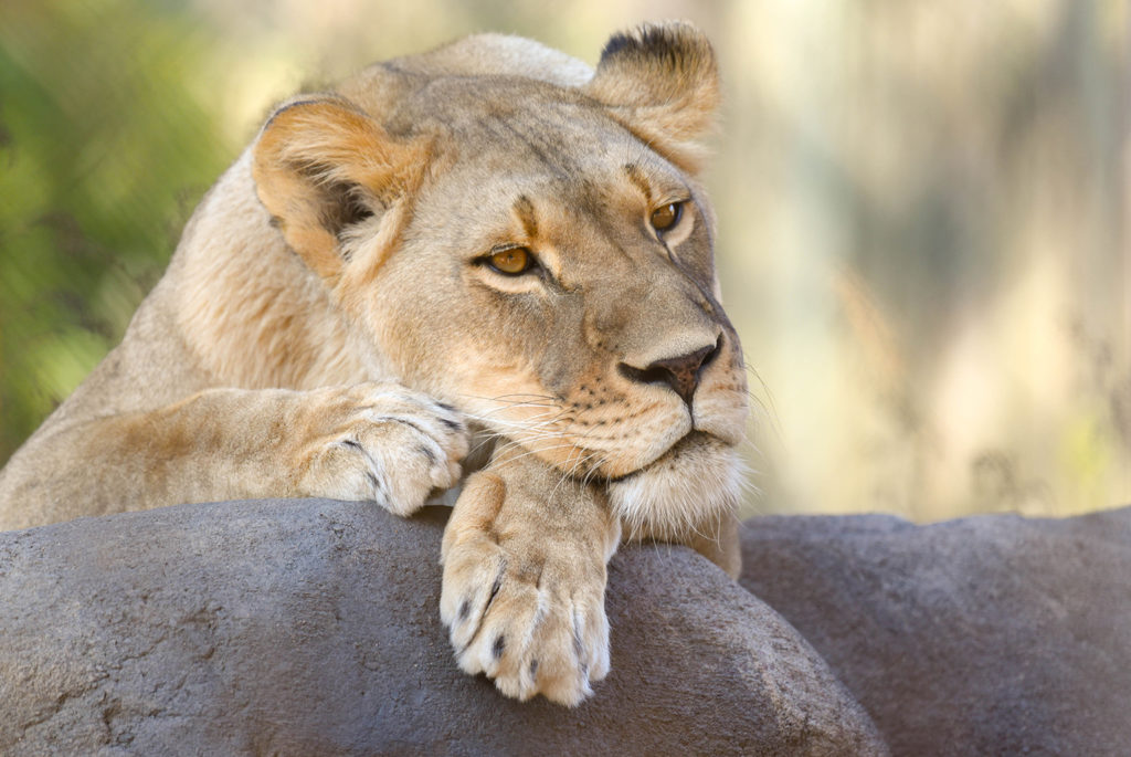 lioness lounging on a rock