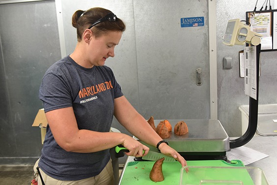 Zoo keeper cutting sweet potatoes