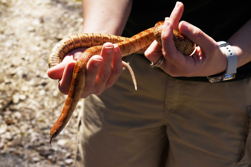 Mole king snake.