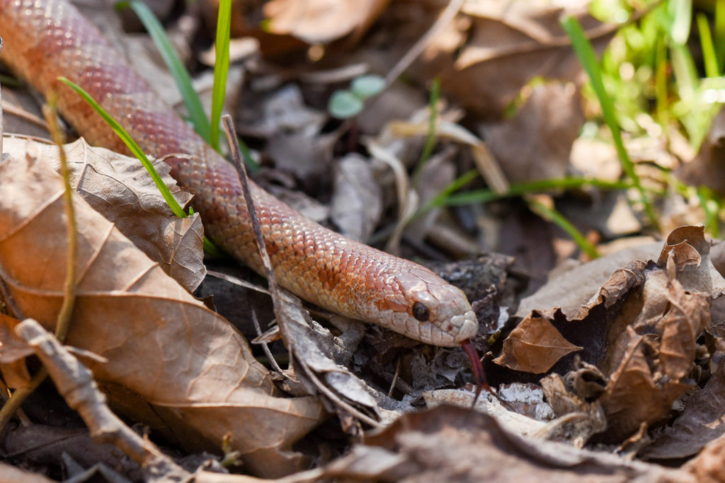 Mole king snake.