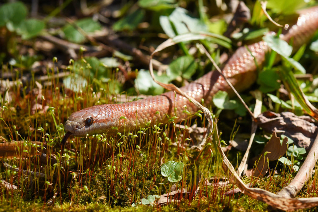 Mole king snake. background