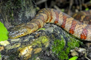 Northern Water Snake