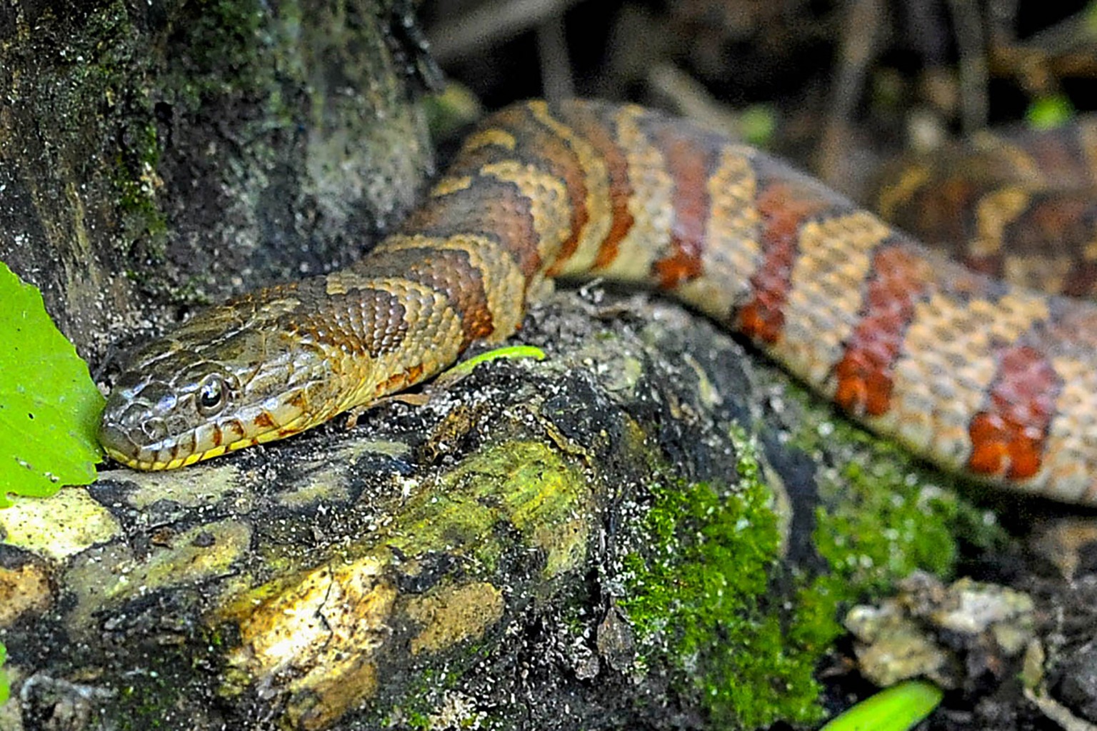 wetland snakes