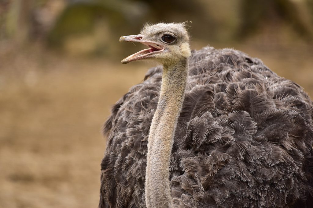 ostrich background