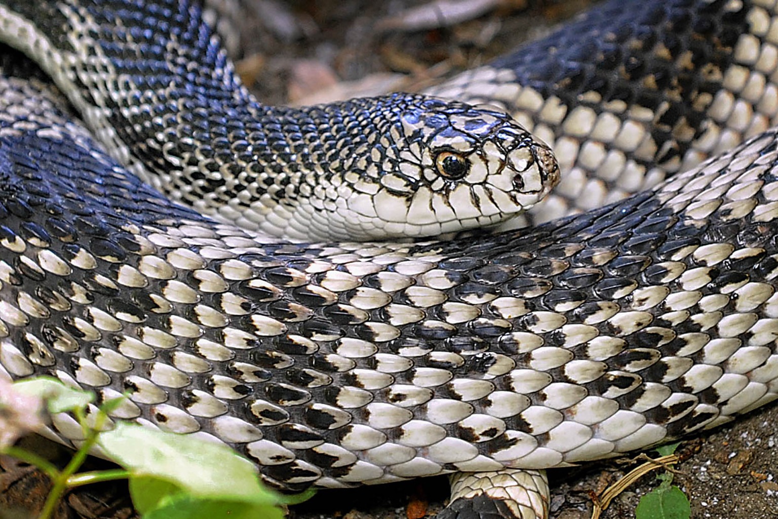 Northern pine snake  Smithsonian's National Zoo and Conservation Biology  Institute