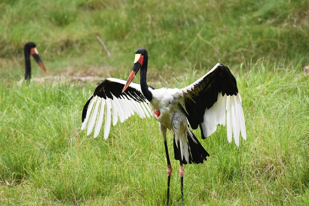 Staddle billed stork with wings spread.