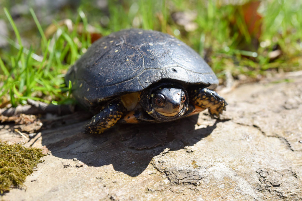 Spotted turtle. background