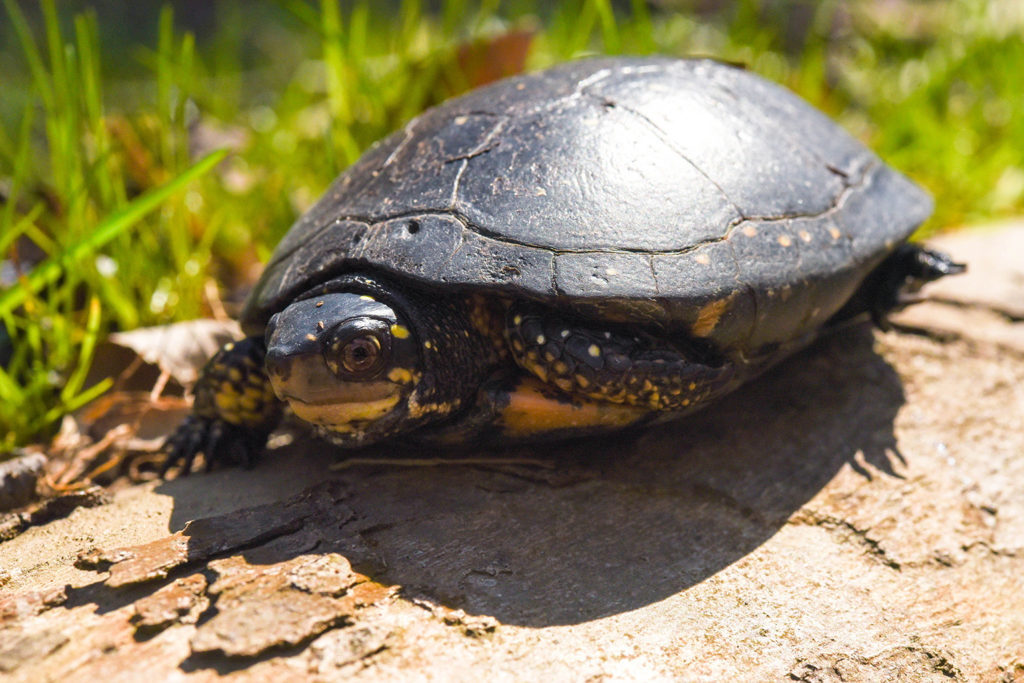 Spotted turtle.