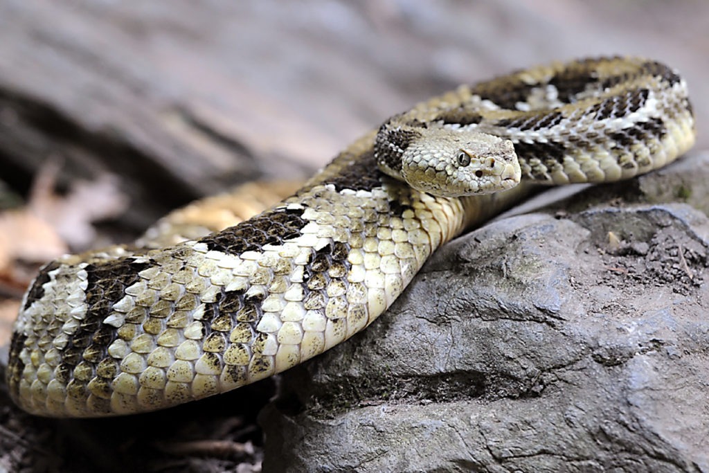 timber rattlesnake background