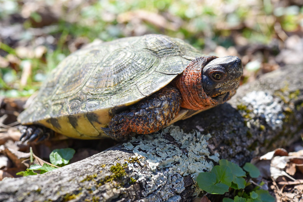 Wood turtle. background