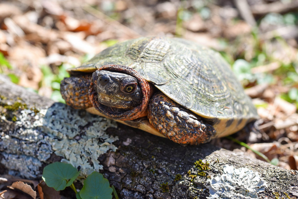 Wood turtle.