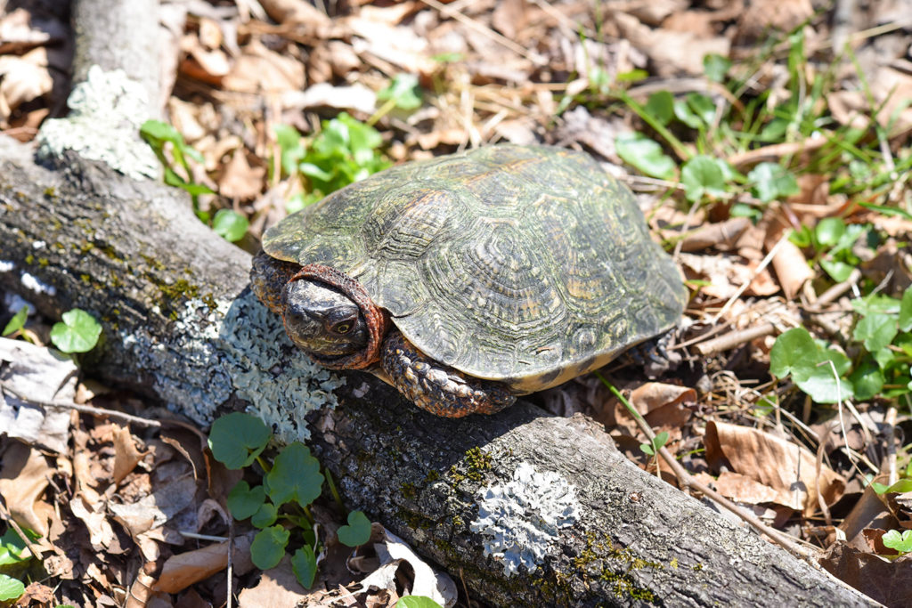 Wood turtle.
