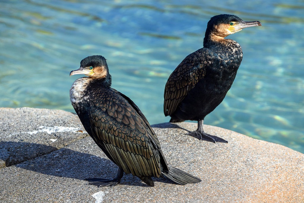 two cormorant birds background