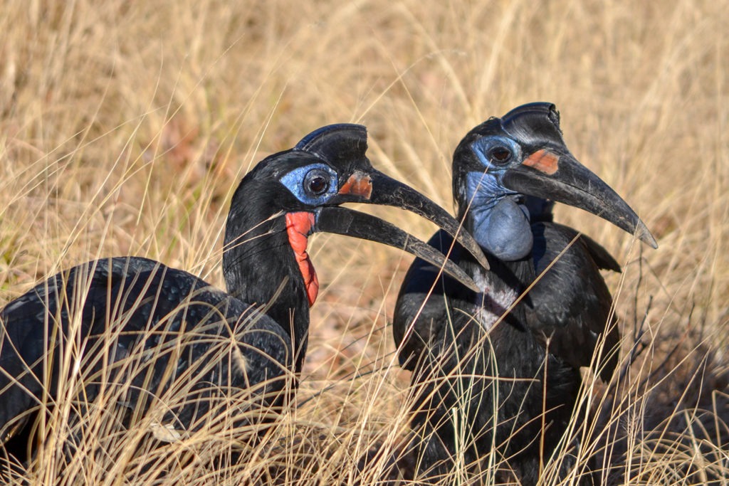 northern ground hornbill background