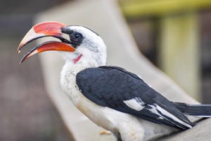 Hornbill