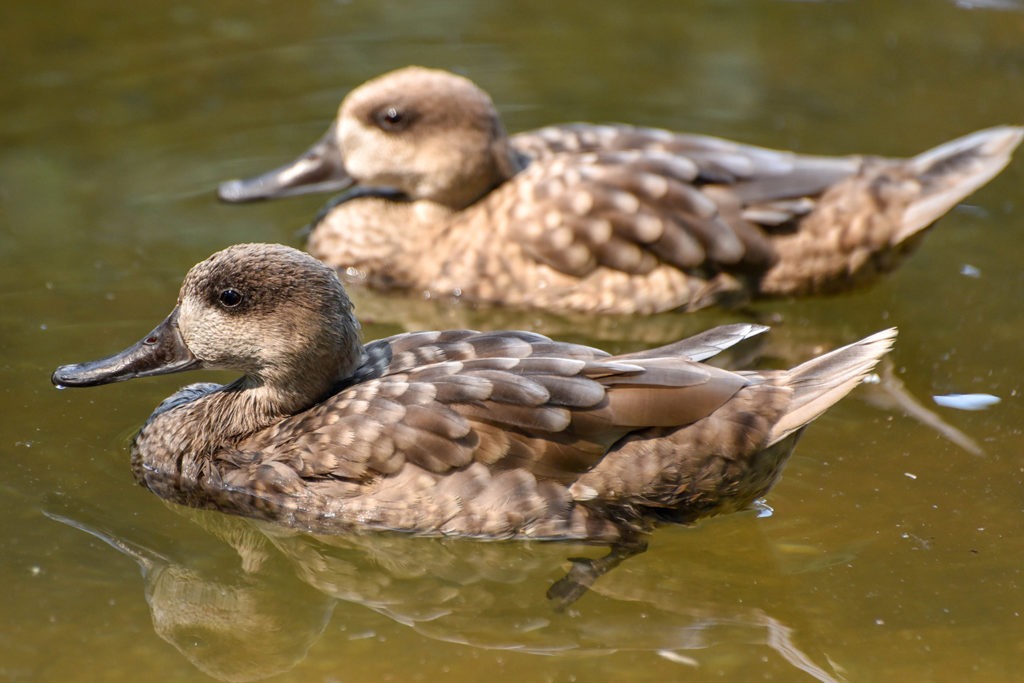 Marbled Teal background