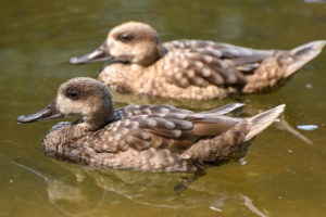 Marbled Teal