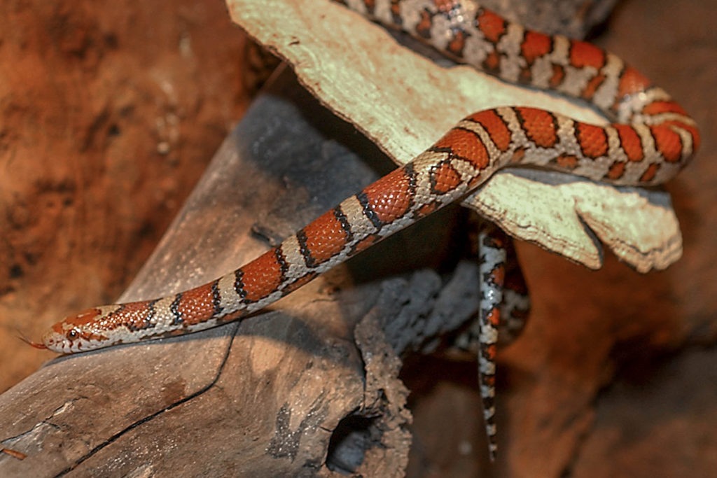 Eastern Milksnake background