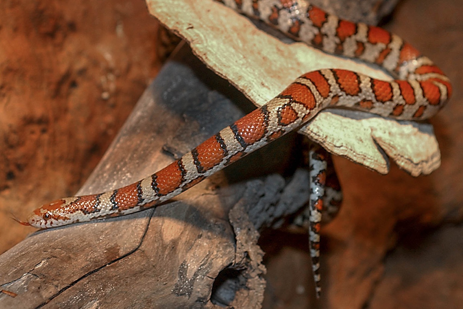 Eastern Milksnake | The Maryland Zoo