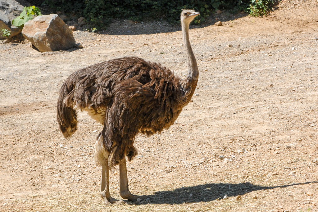 Ostrich | The Maryland Zoo