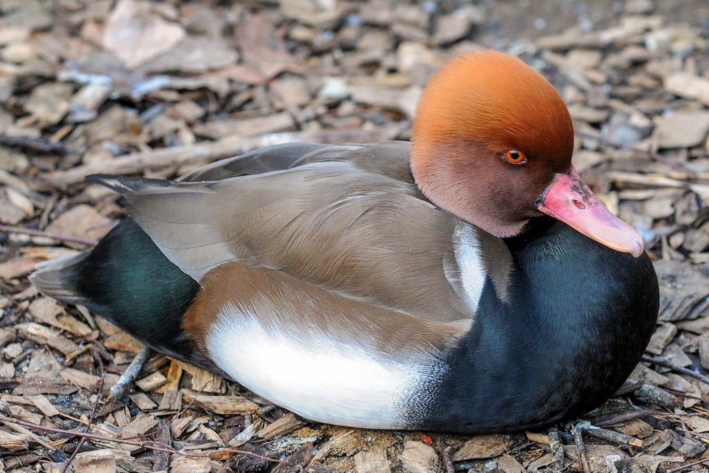 red crested background