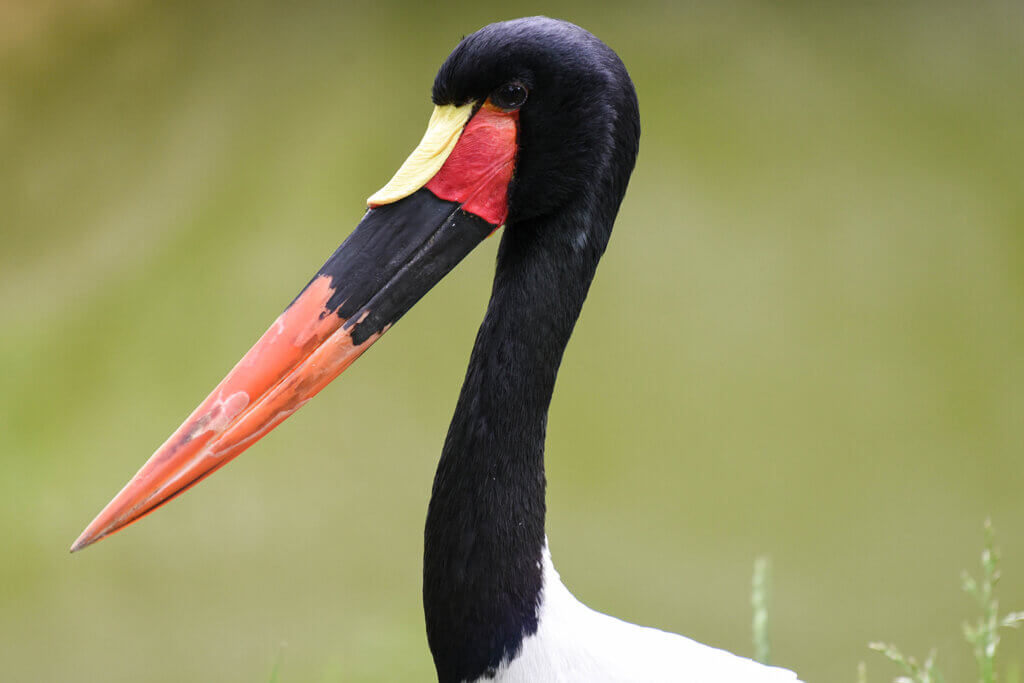 Close up of saddle-billed stork background
