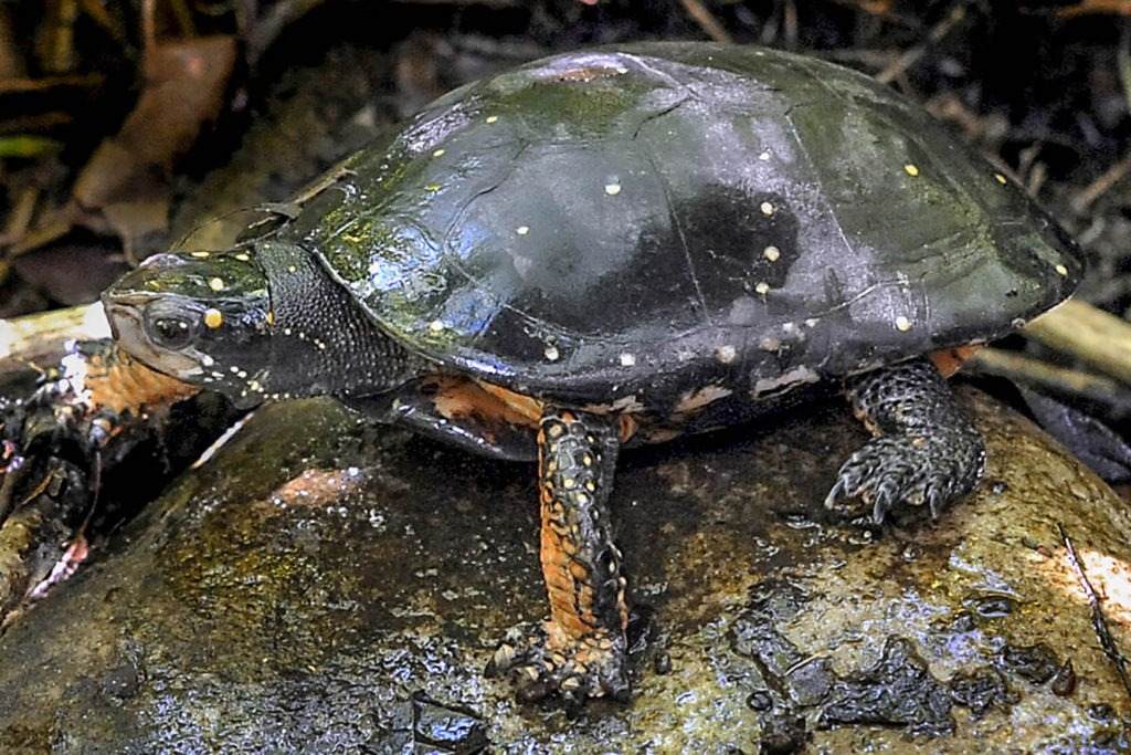 Spotted Turtle The Maryland Zoo