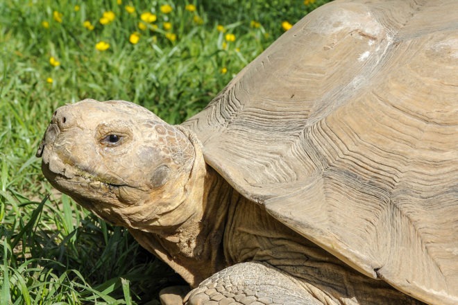 spur thigh tortise